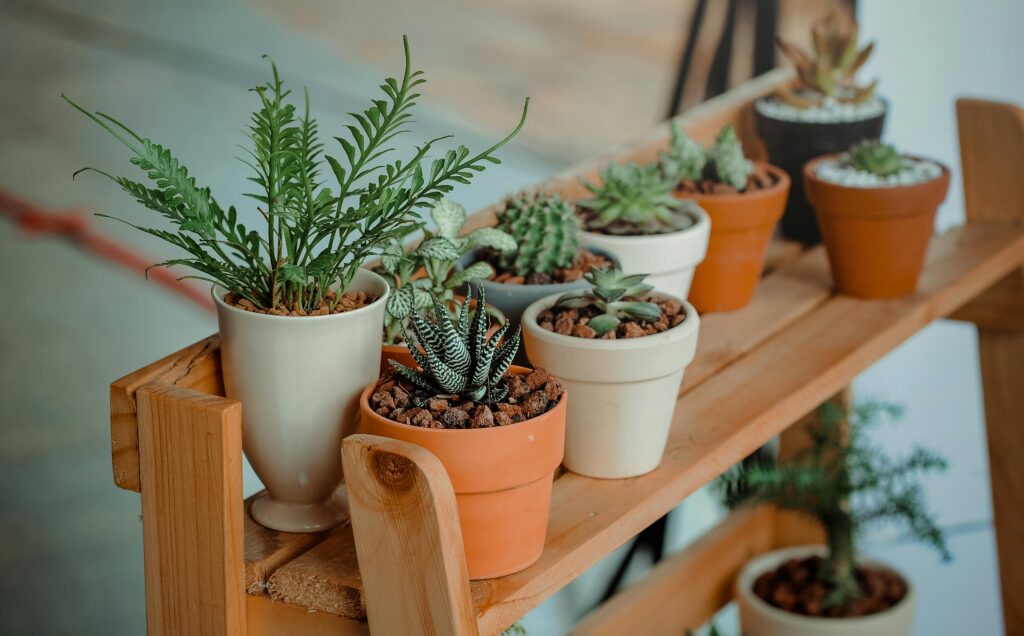 Potted Succulents