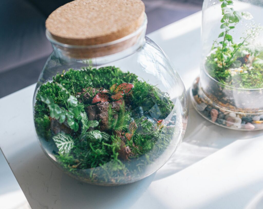 Terrariums