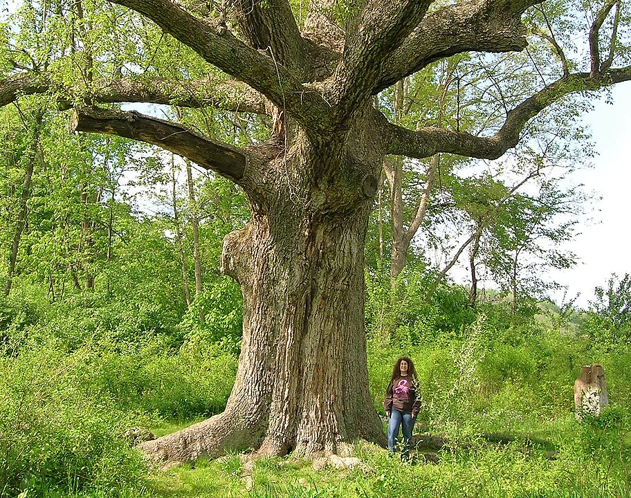 The Sacred Oak