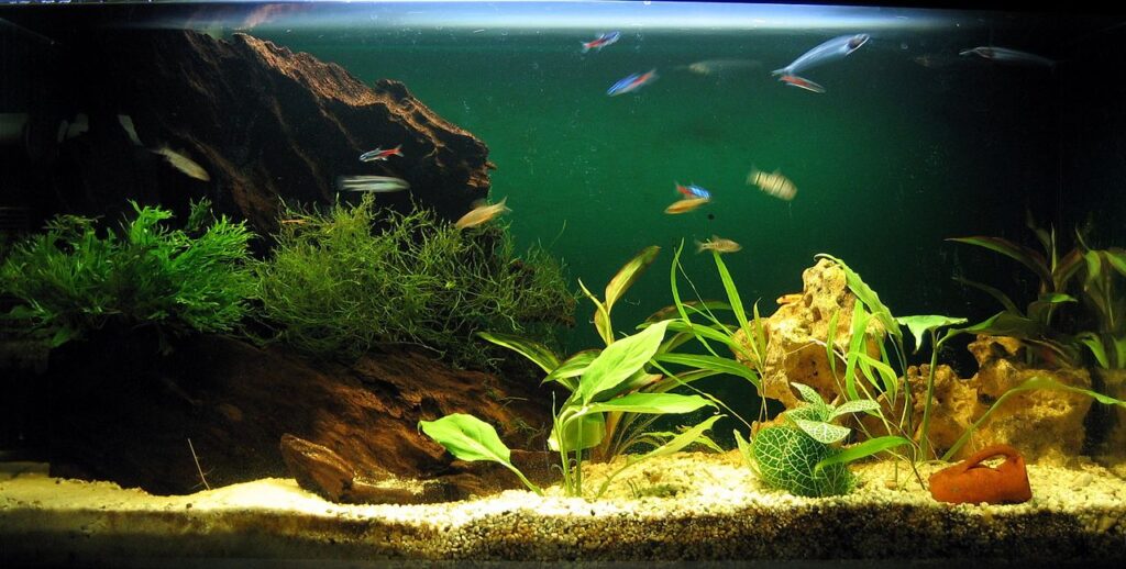 Built-In Aquariums