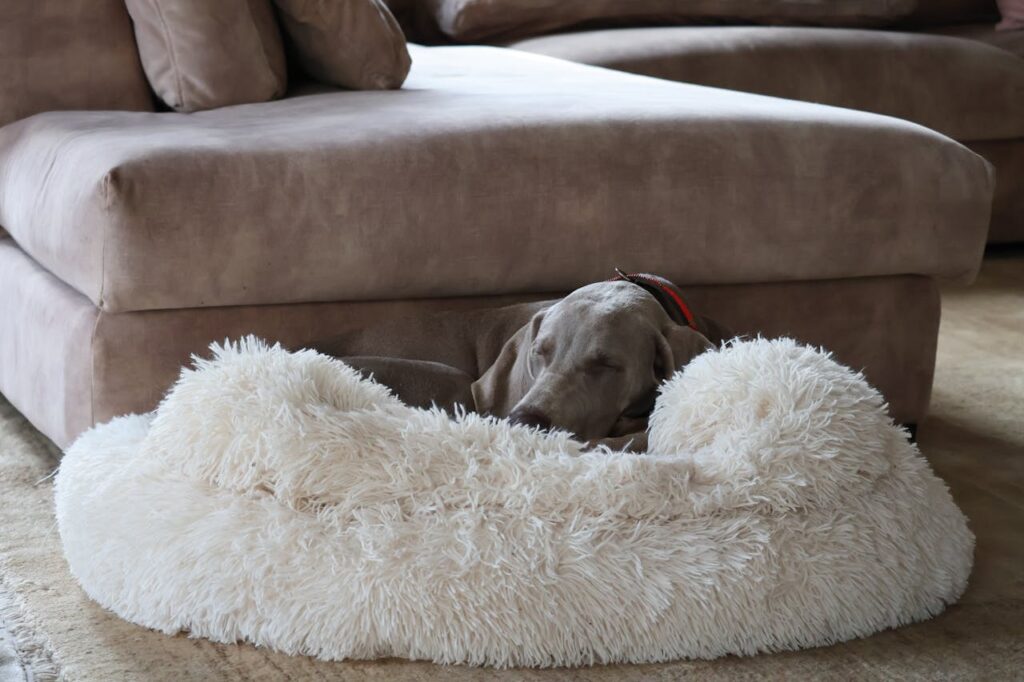 Designer Pet Beds