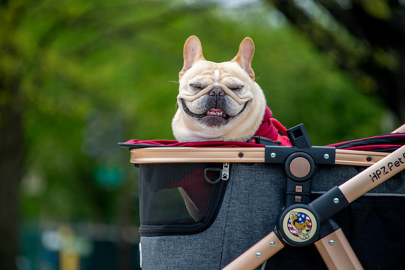 Luxury Pet Strollers