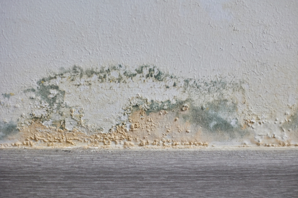 Mold Growth