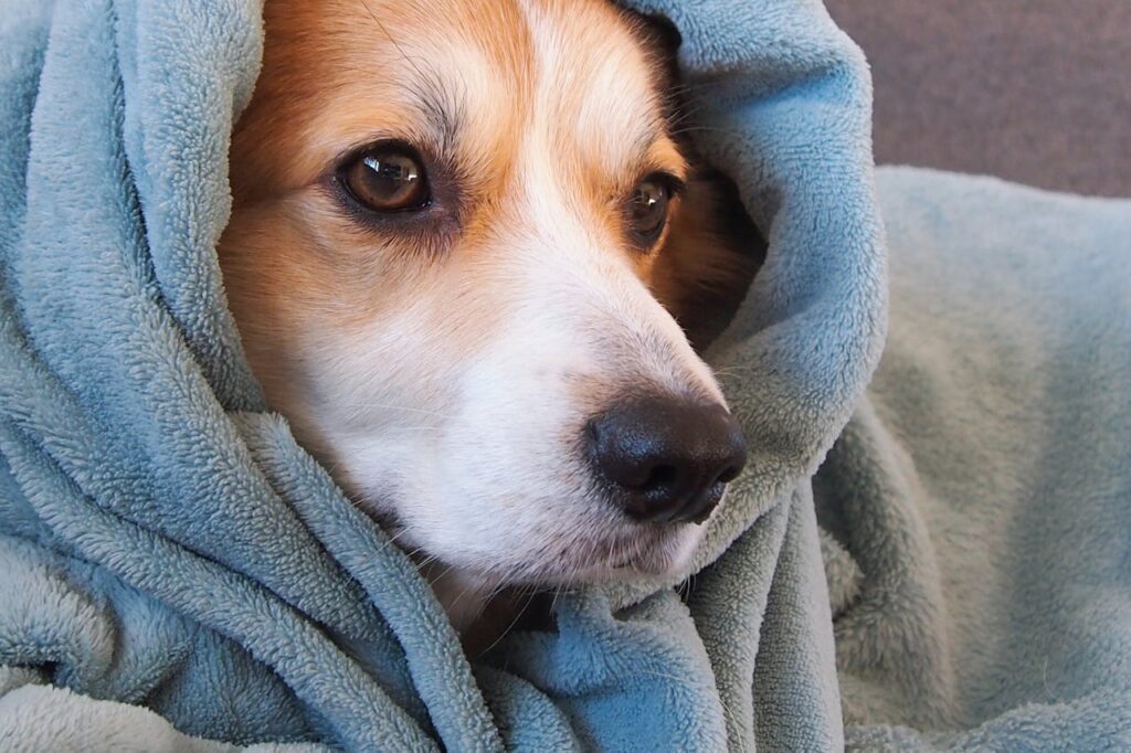 Pet-Specific Towels