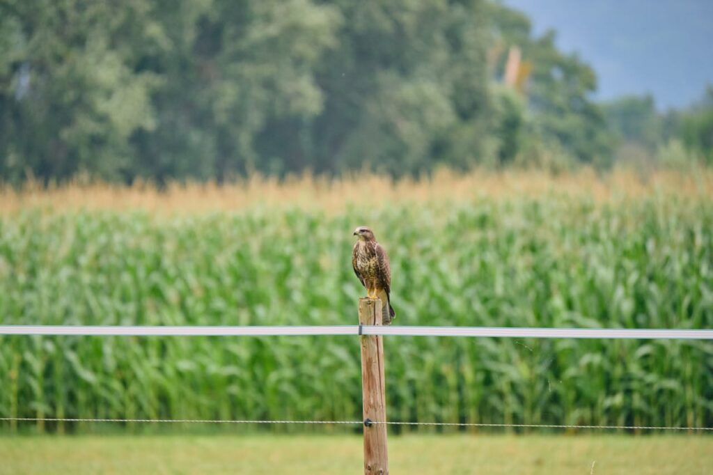 Repairing a Broken Fence Post