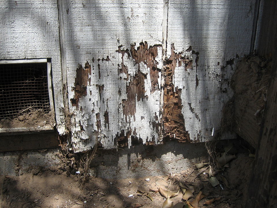 Termite Droppings or Damage