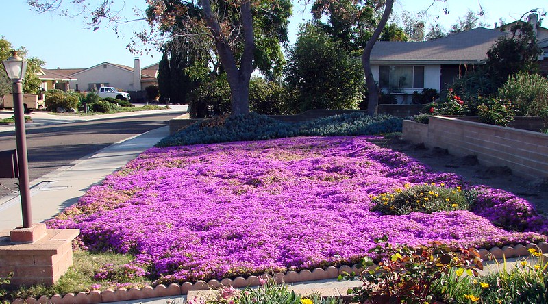 Incorporate Ground Cover Plants