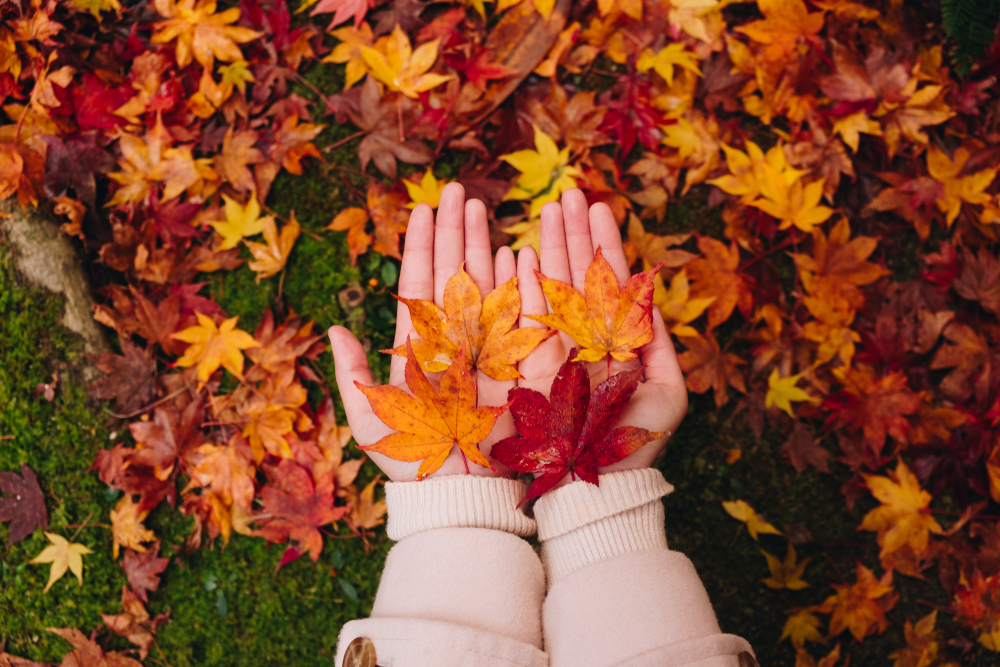 Capture the Changing Leaves Over Time