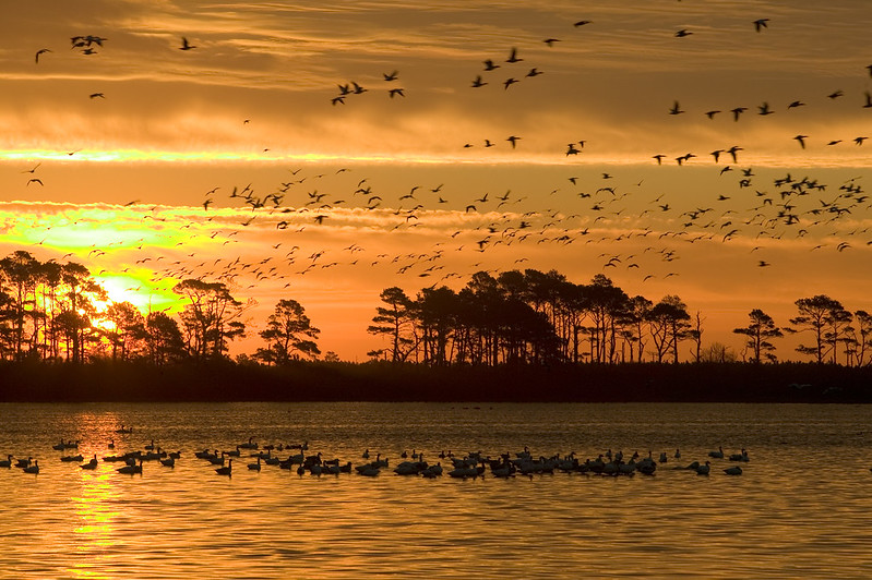 Chincoteague, Virginia