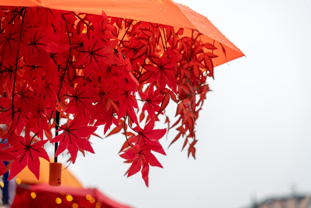 Focus on Leaf Colors in Overcast Weather