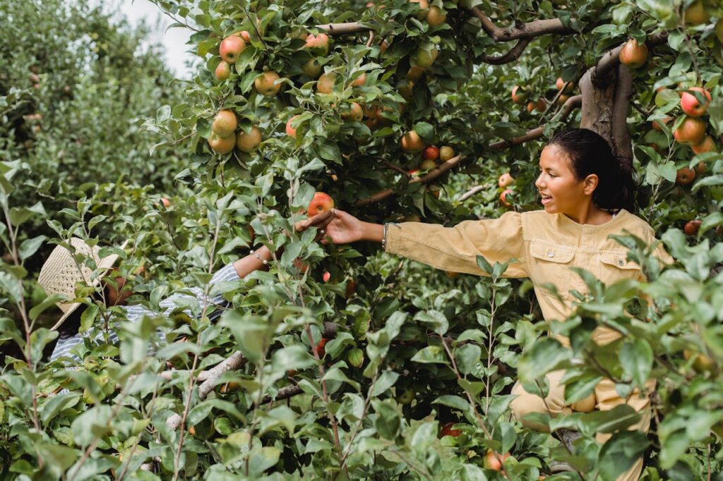 Go Apple Picking in an Orchard