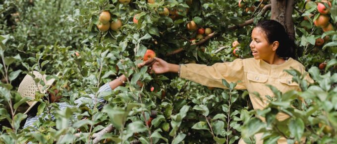 Go Apple Picking in an Orchard