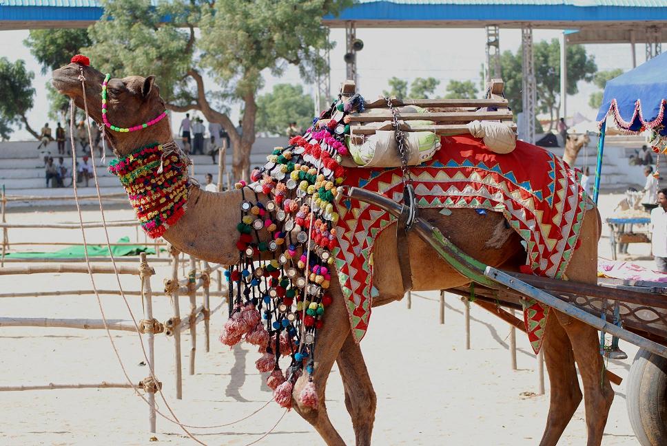 Pushkar Camel Fair, India